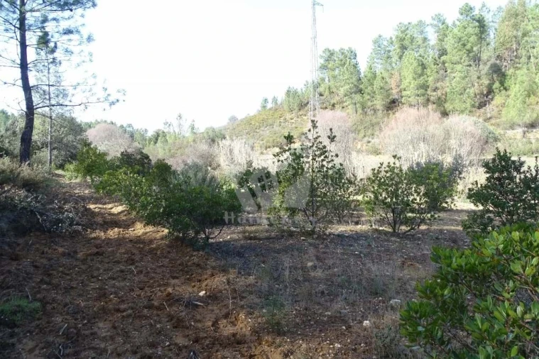 Terreno Agricola ou Rústico para Venda em Sarzedas Foto 10