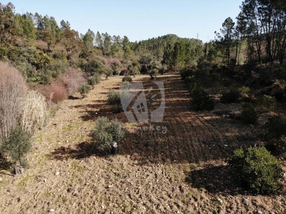 Terreno Agricola ou Rústico para Venda em Sarzedas Foto 31
