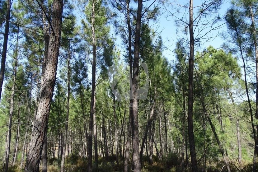 Terreno Agricola ou Rústico para Venda em Sarzedas Foto 28