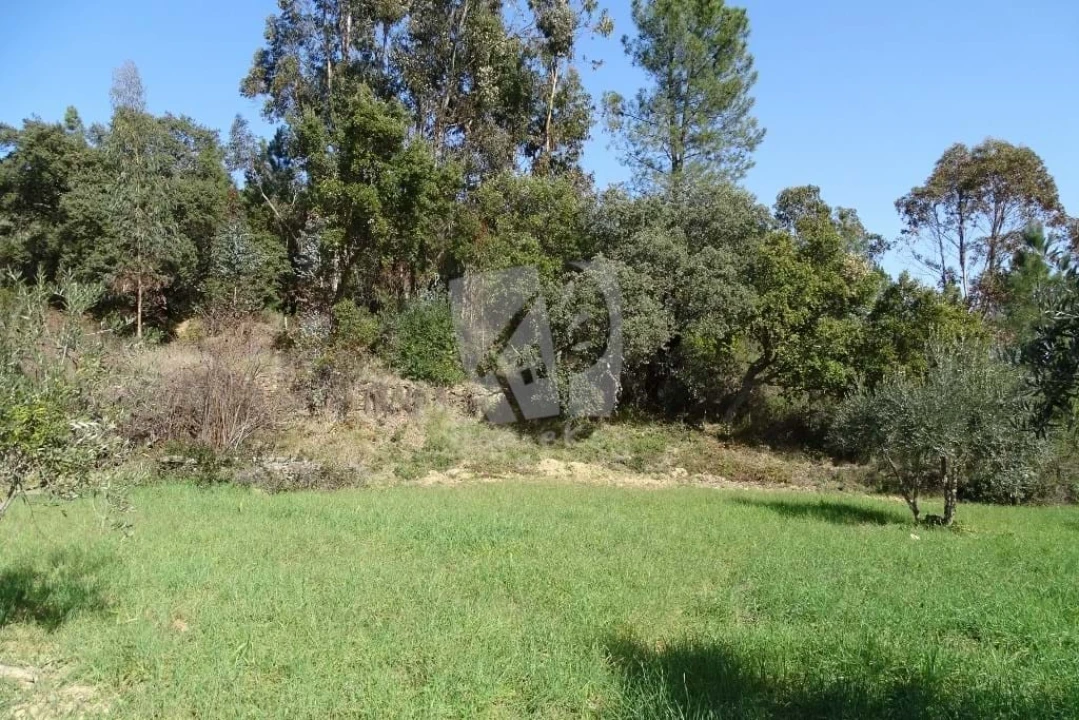 Terreno Agricola ou Rústico para Venda em Sarzedas Foto 41