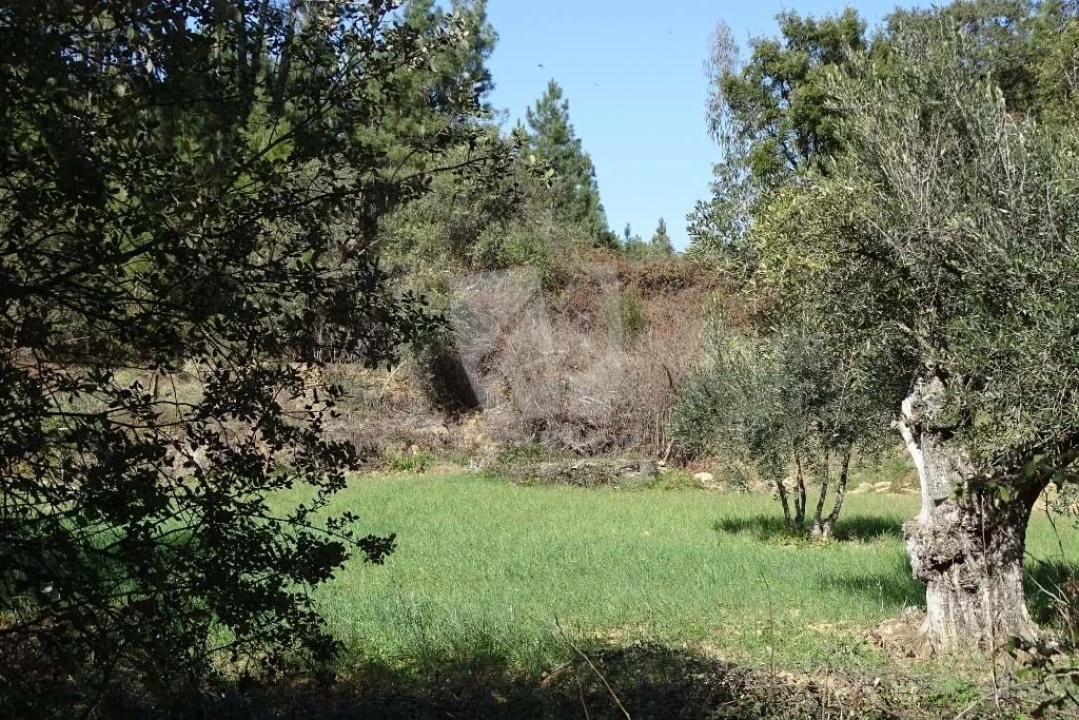 Terreno Agricola ou Rústico para Venda em Sarzedas Foto 2