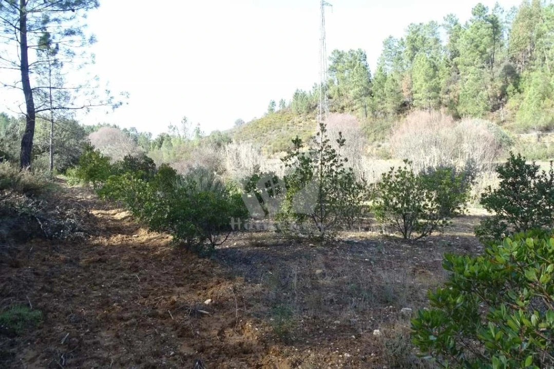Terreno Agricola ou Rústico para Venda em Sarzedas Foto 10