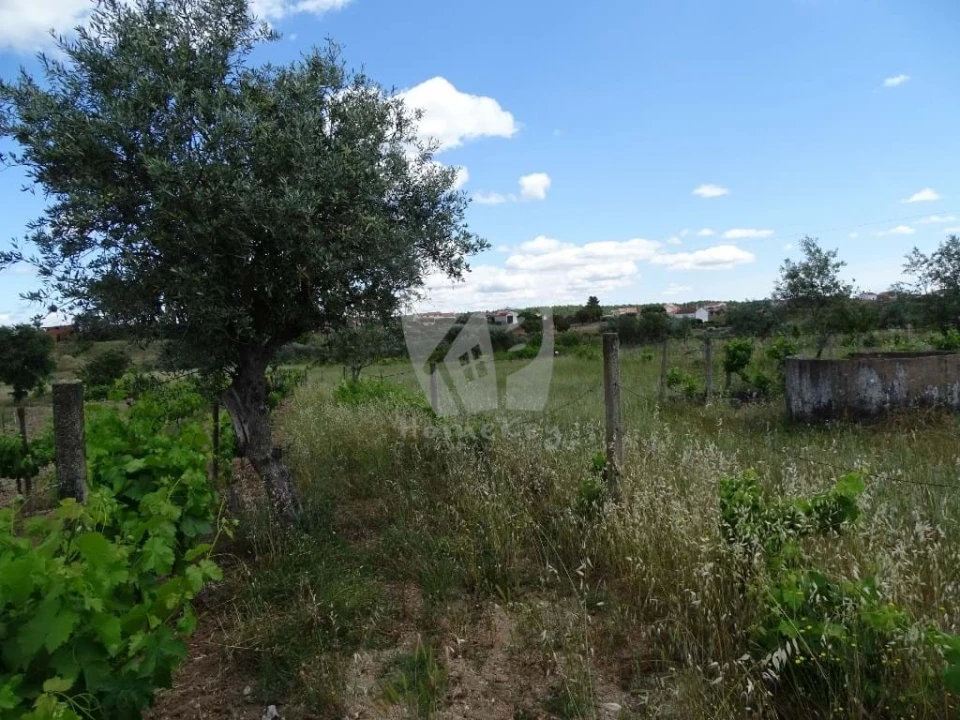 Terreno Agricola ou Rústico para Venda em Sarzedas Foto 9