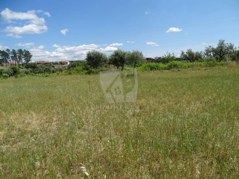 Terreno Agricola ou Rústico para Venda em Sarzedas Foto 6