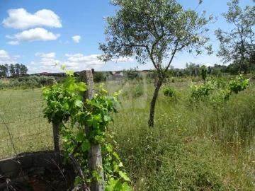 Terreno Agricola ou Rústico para Venda em Sarzedas