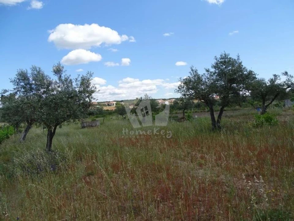 Terreno Agricola ou Rústico para Venda em Sarzedas Foto 14