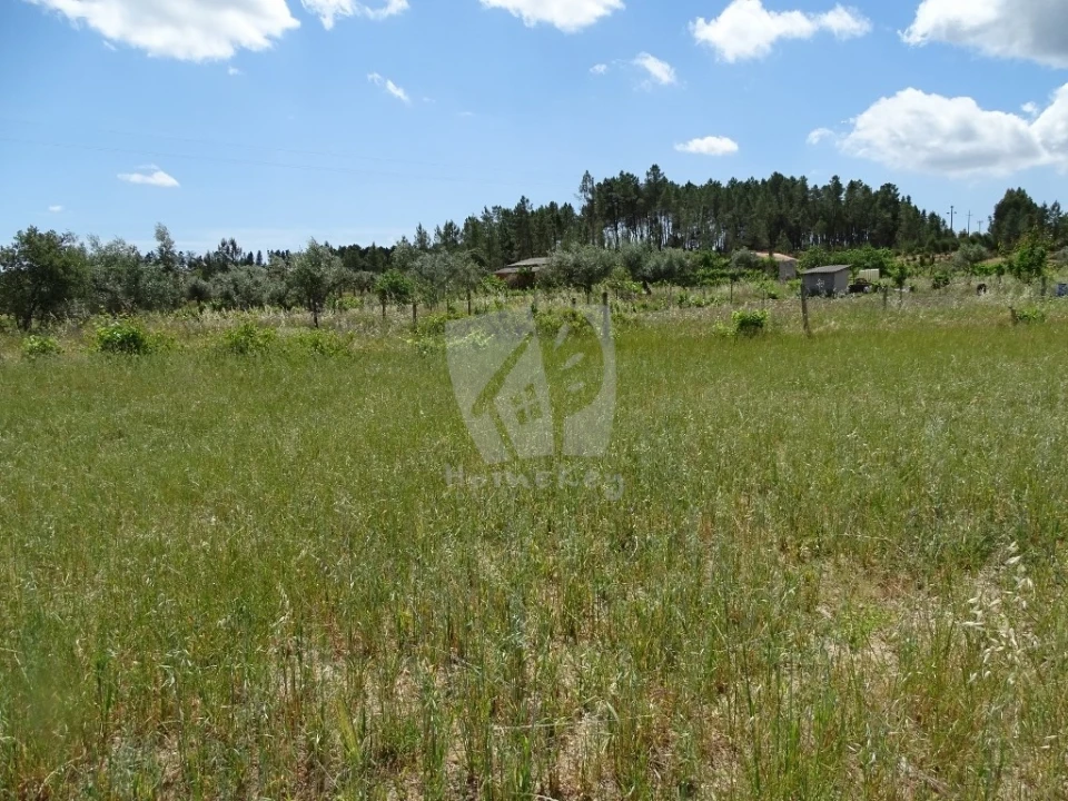 Terreno Agricola ou Rústico para Venda em Sarzedas Foto 1