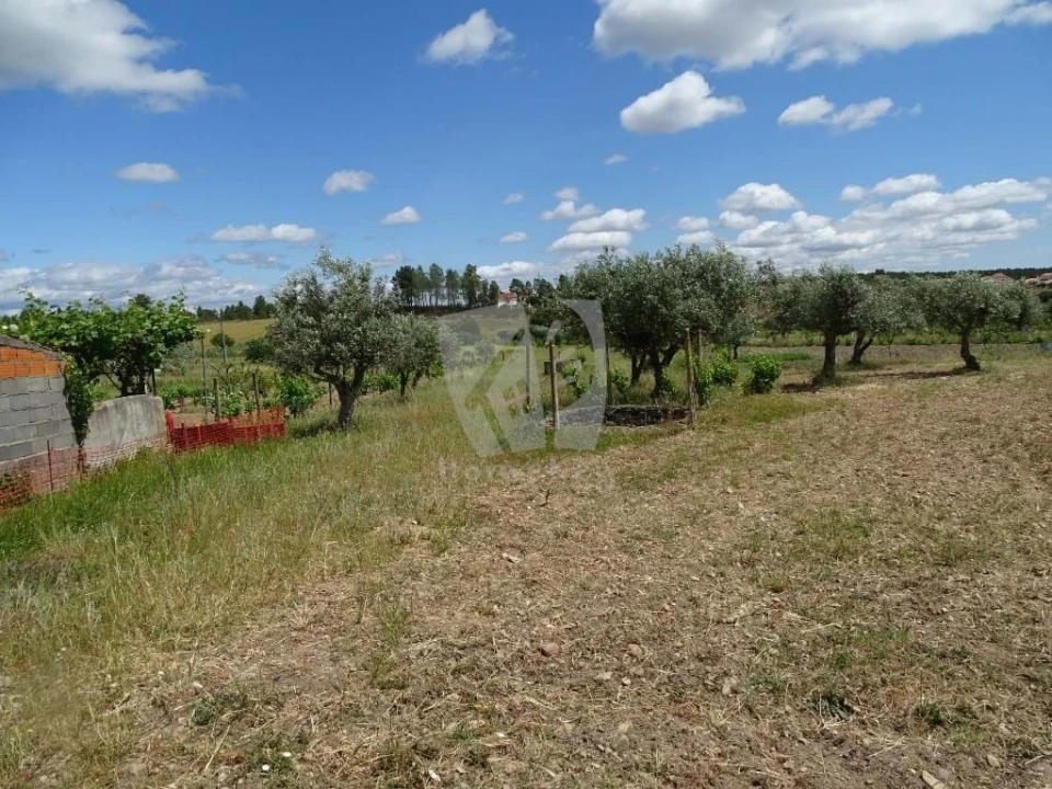 Terreno Agricola ou Rústico para Venda em Sarzedas Foto 5