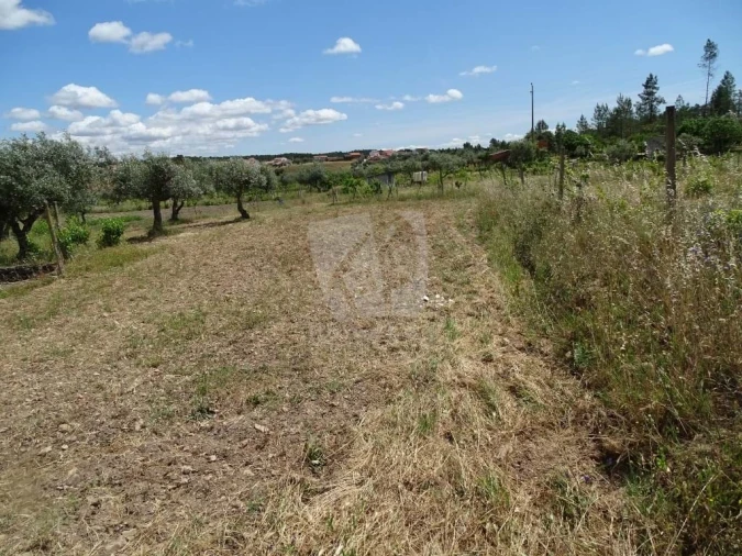 Terreno Agricola ou Rústico para Venda em Sarzedas Foto 3