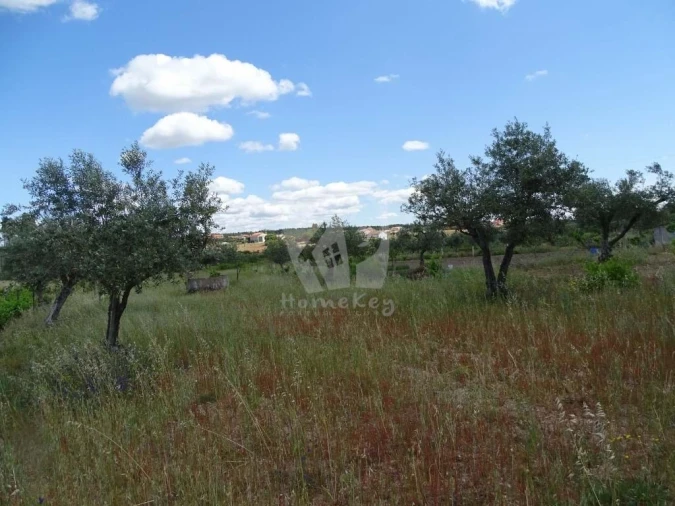 Terreno Agricola ou Rústico para Venda em Sarzedas Foto 14