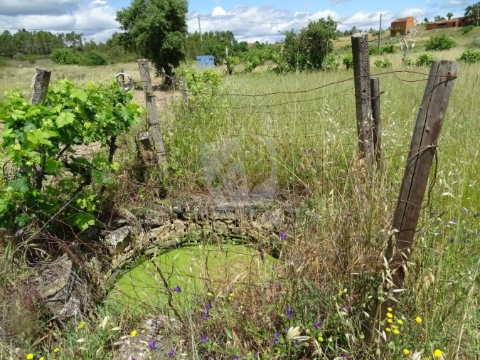 Terreno Agricola ou Rústico para Venda em Sarzedas Foto 16