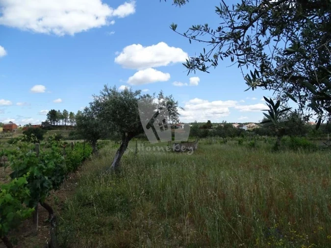 Terreno Agricola ou Rústico para Venda em Sarzedas Foto 11