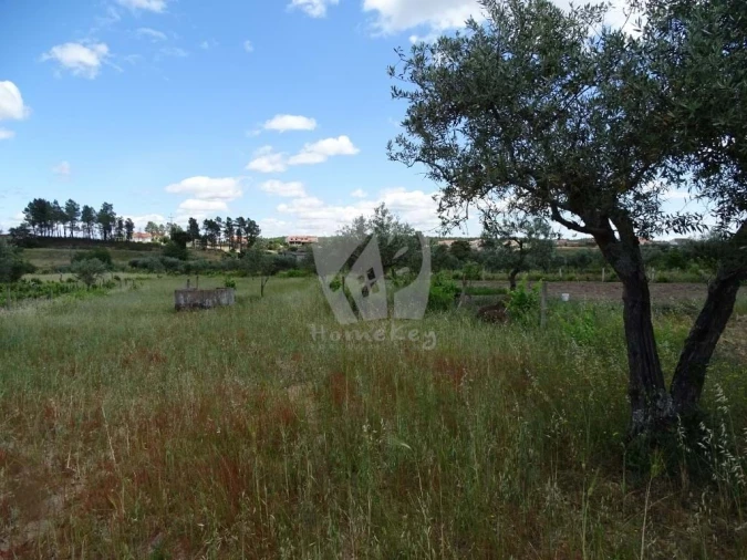 Terreno Agricola ou Rústico para Venda em Sarzedas Foto 8