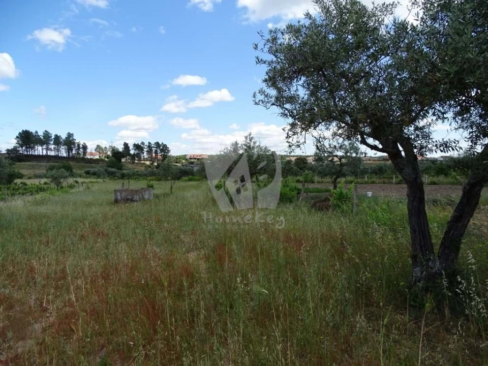 Terreno Agricola ou Rústico para Venda em Sarzedas Foto 8
