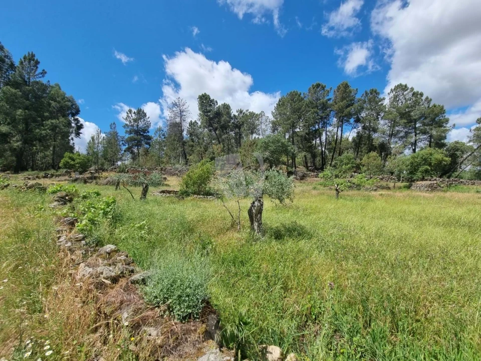 Terreno Agricola ou Rústico para Venda em Póvoa de Rio de Moinhos e Cafede Foto 2