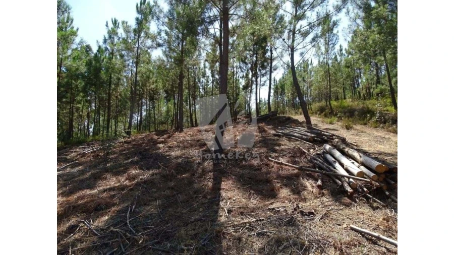 Moradia T3 para Venda em Montes da Senhora Foto 30