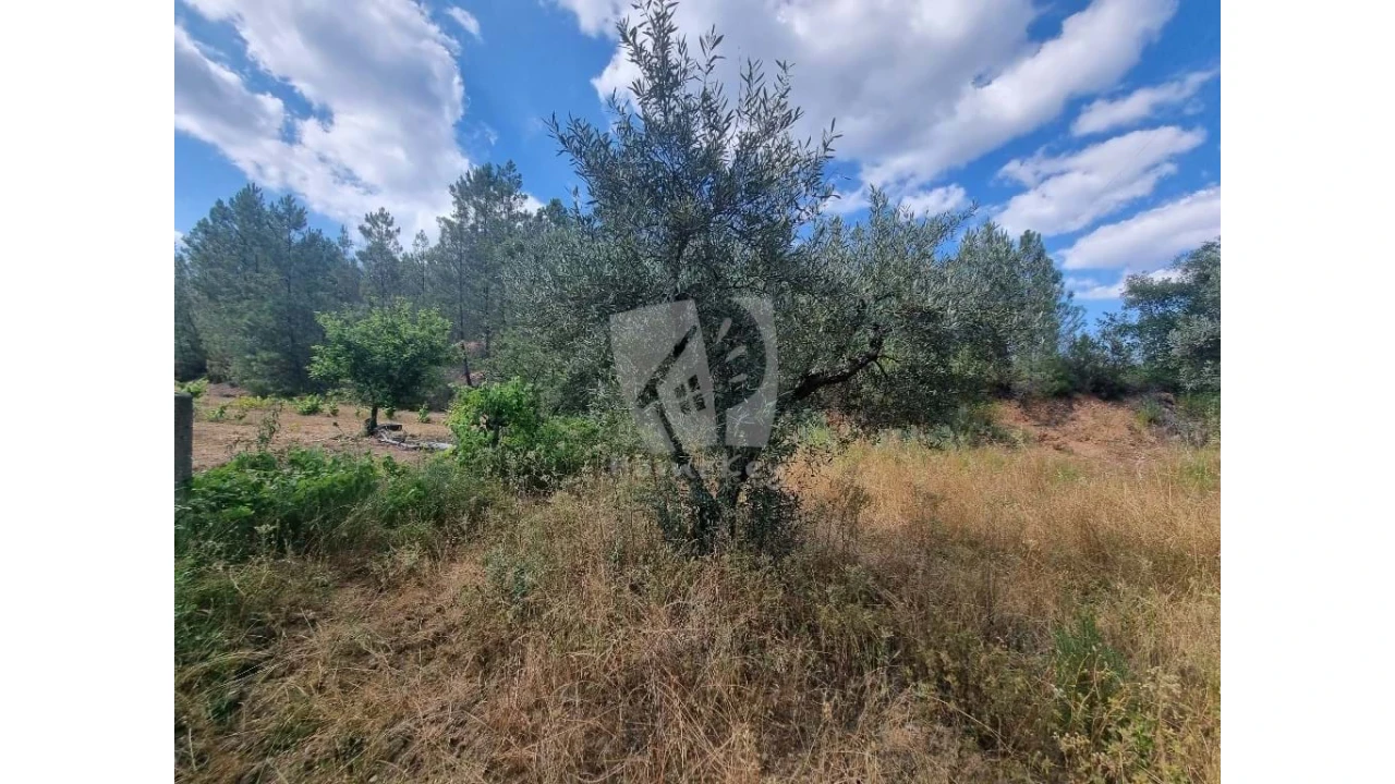 Terreno Agricola ou Rústico para Venda em Santo Andre das Tojeiras Foto 4
