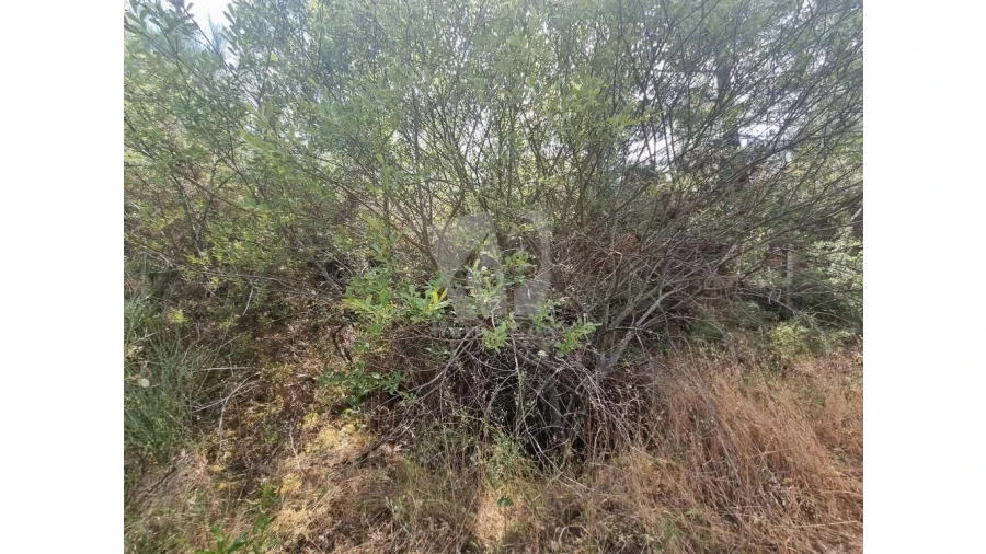 Terreno Agricola ou Rústico para Venda em Santo Andre das Tojeiras Foto 8