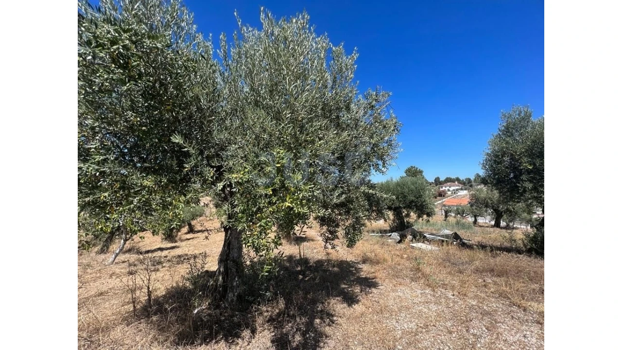 Quinta T7 para Venda em Mouriscas Foto 4