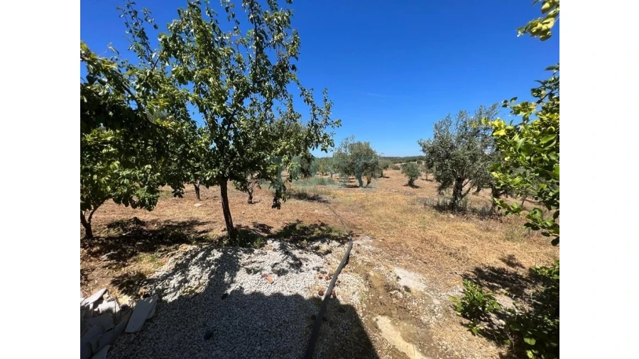 Quinta T7 para Venda em Mouriscas Foto 24