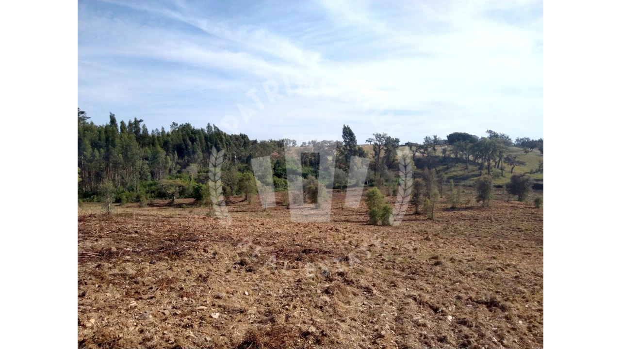 Terreno para Venda em Santiago do Cacém, Santa Cruz e São Bartolomeu da Serra Foto 6