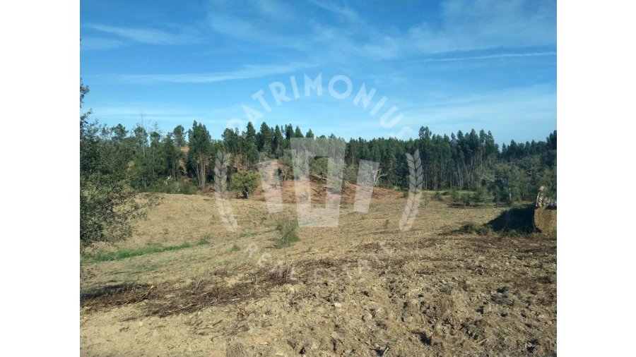 Terreno para Venda em Santiago do Cacém, Santa Cruz e São Bartolomeu da Serra Foto 3