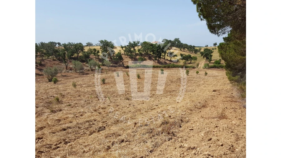Terreno para Venda em Santiago do Cacém, Santa Cruz e São Bartolomeu da Serra Foto 10