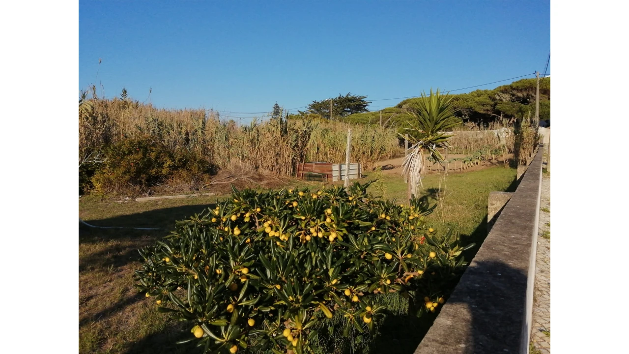 Terreno para Venda em Colares Foto 6