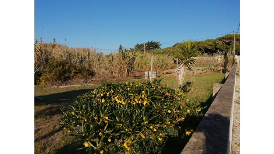 Terreno para Venda em Colares Foto 6