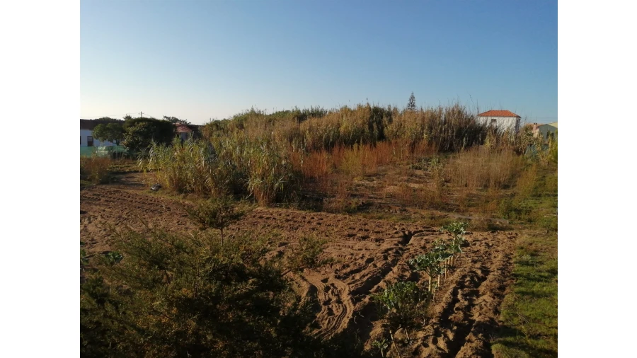 Terreno para Venda em Colares Foto 9