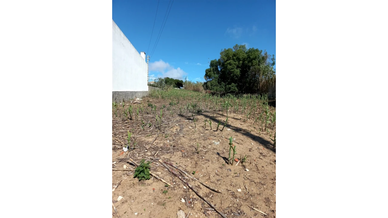 Terreno para Venda em Colares Foto 13