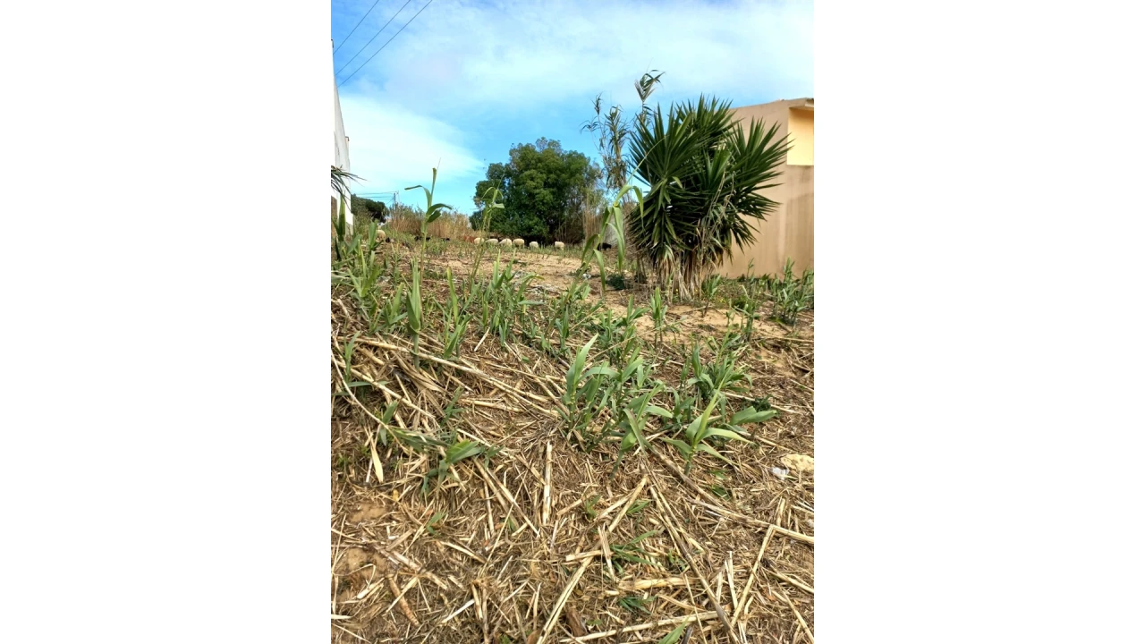 Terreno para Venda em Colares Foto 4