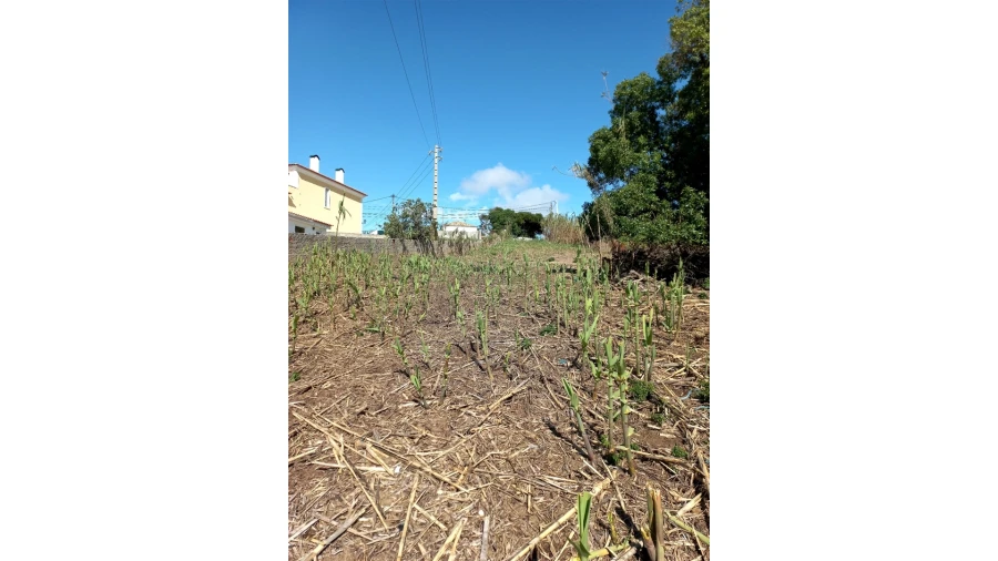 Terreno para Venda em Colares Foto 12