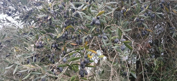 Terreno para Venda em Grândola e Santa Margarida da Serra