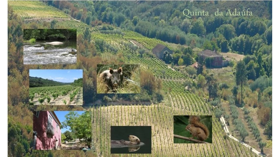 Moradia T7 para Venda em Silgueiros Foto 13