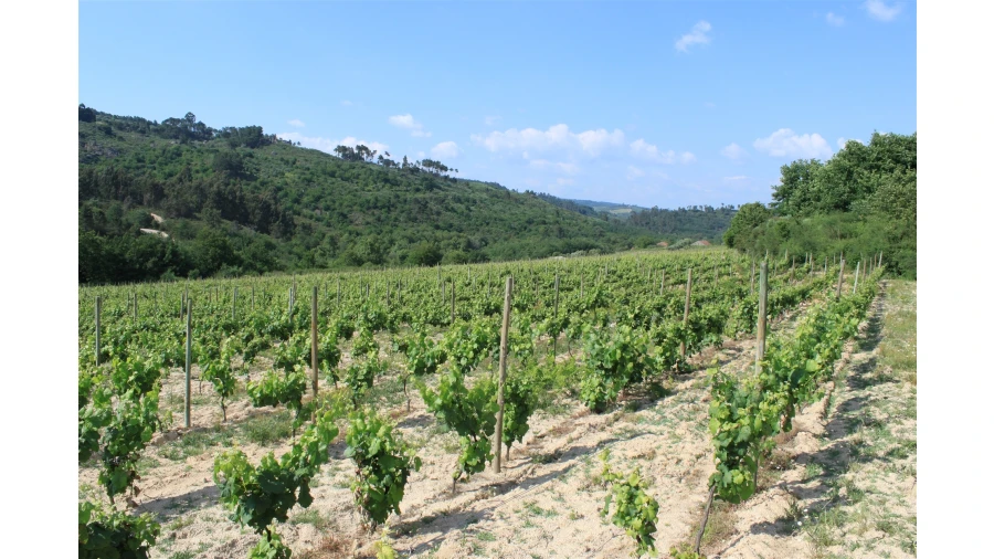 Moradia T7 para Venda em Silgueiros Foto 28