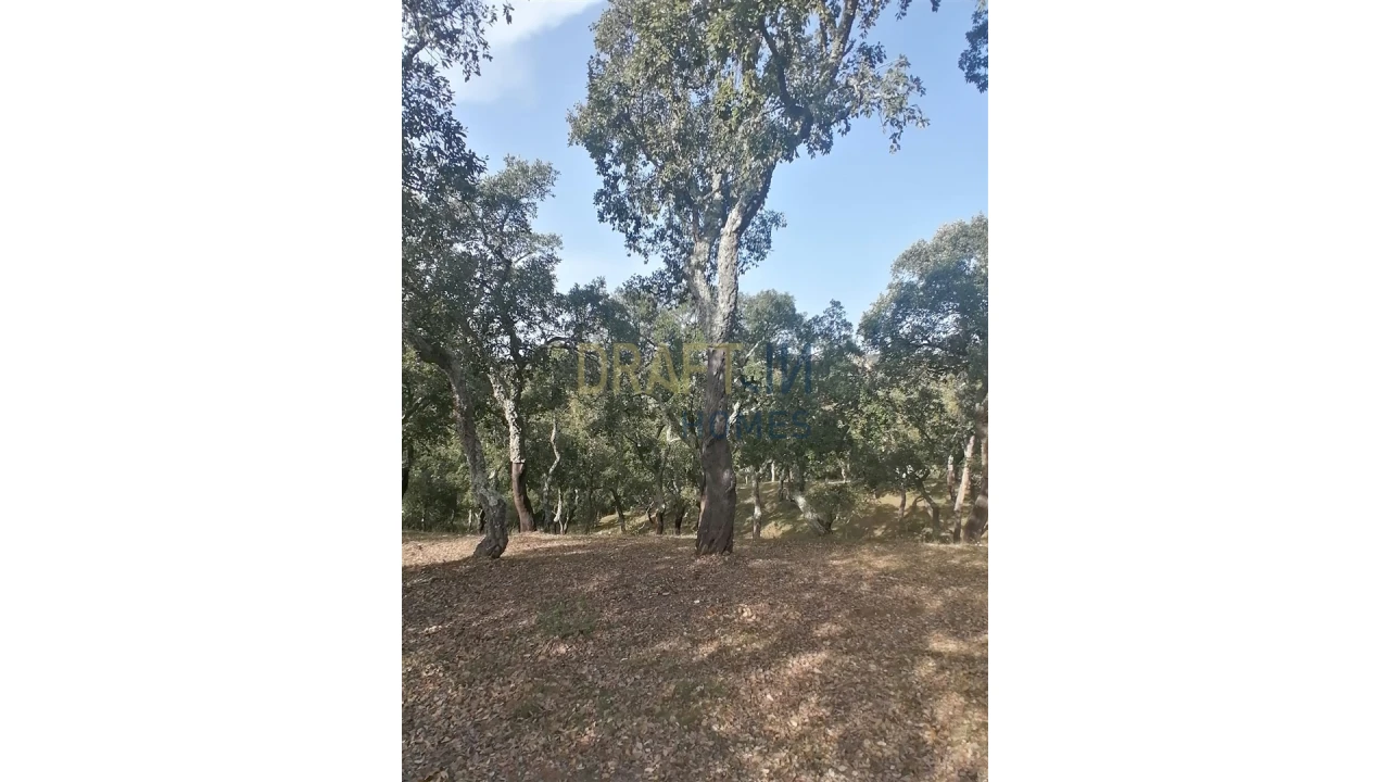 Terreno Agricola ou Rústico para Venda em Melides Foto 9