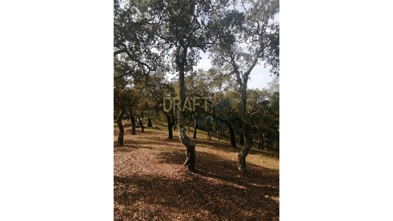 Terreno Agricola ou Rústico para Venda em Melides Foto 6