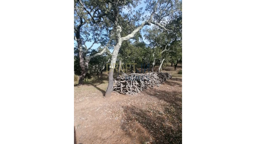 Terreno Agricola ou Rústico para Venda em Melides Foto 5
