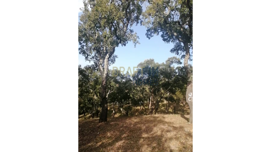 Terreno Agricola ou Rústico para Venda em Melides Foto 7