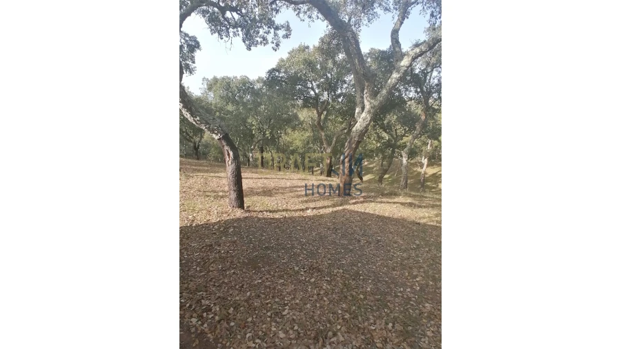 Terreno Agricola ou Rústico para Venda em Melides Foto 17