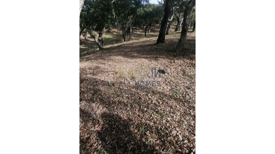 Terreno Agricola ou Rústico para Venda em Melides Foto 30