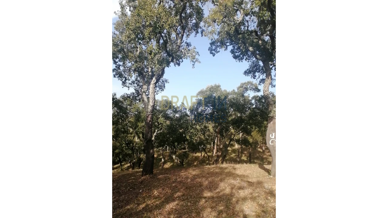 Terreno Agricola ou Rústico para Venda em Melides Foto 7