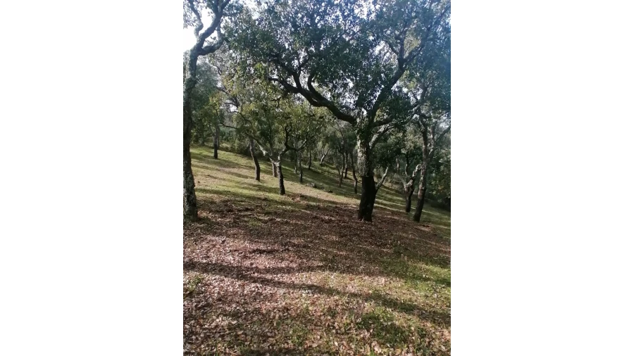 Terreno Agricola ou Rústico para Venda em Grândola e Santa Margarida da Serra Foto 9