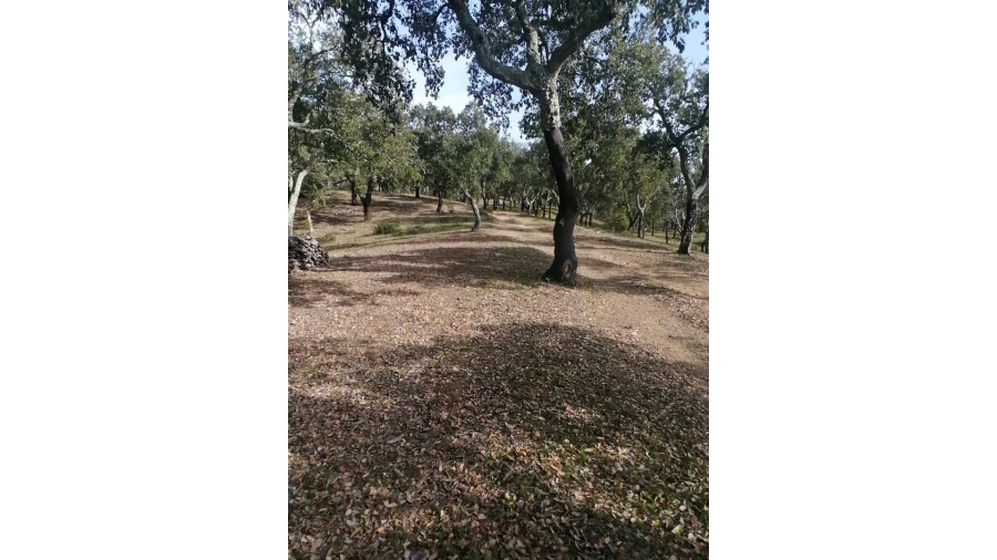 Terreno Agricola ou Rústico para Venda em Grândola e Santa Margarida da Serra Foto 8