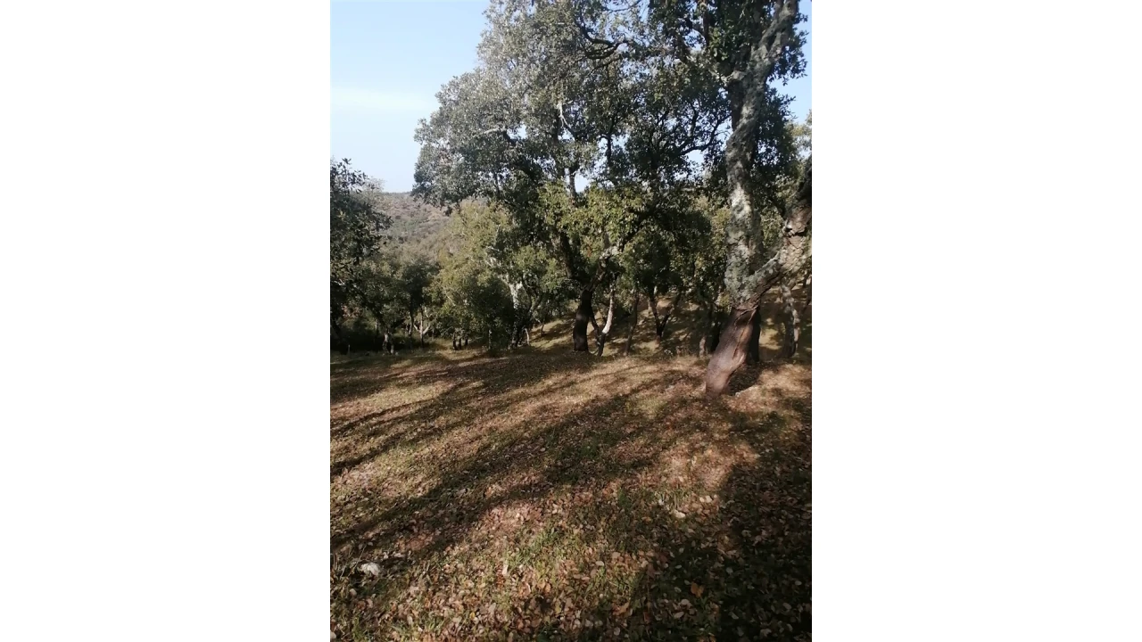 Terreno Agricola ou Rústico para Venda em Grândola e Santa Margarida da Serra Foto 12