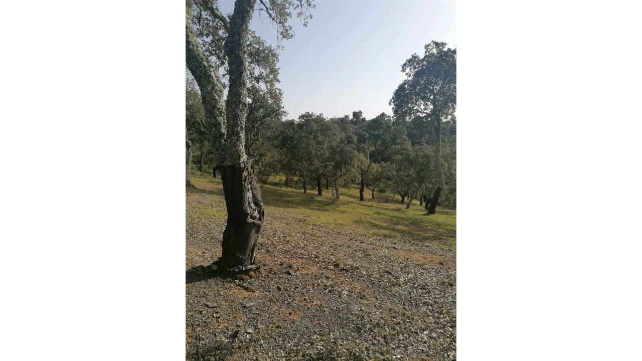 Terreno Agricola ou Rústico para Venda em Grândola e Santa Margarida da Serra Foto 2