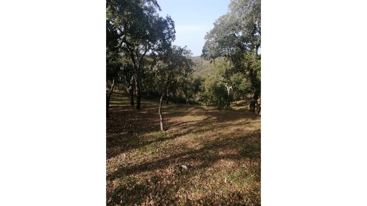 Terreno Agricola ou Rústico para Venda em Grândola e Santa Margarida da Serra Foto 11