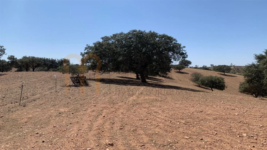 Terreno Agricola ou Rústico para Venda em Santana de Cambas Foto 3