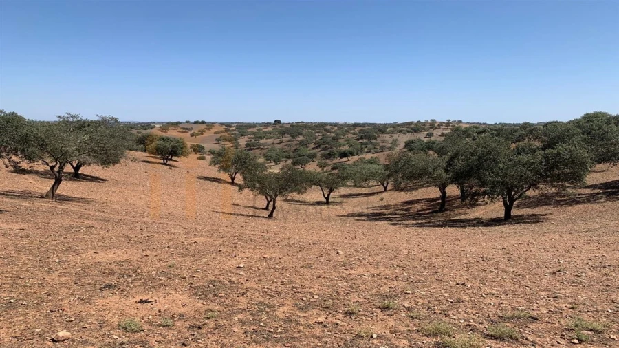 Terreno Agricola ou Rústico para Venda em Santana de Cambas Foto 7